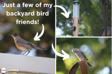 backyard birds