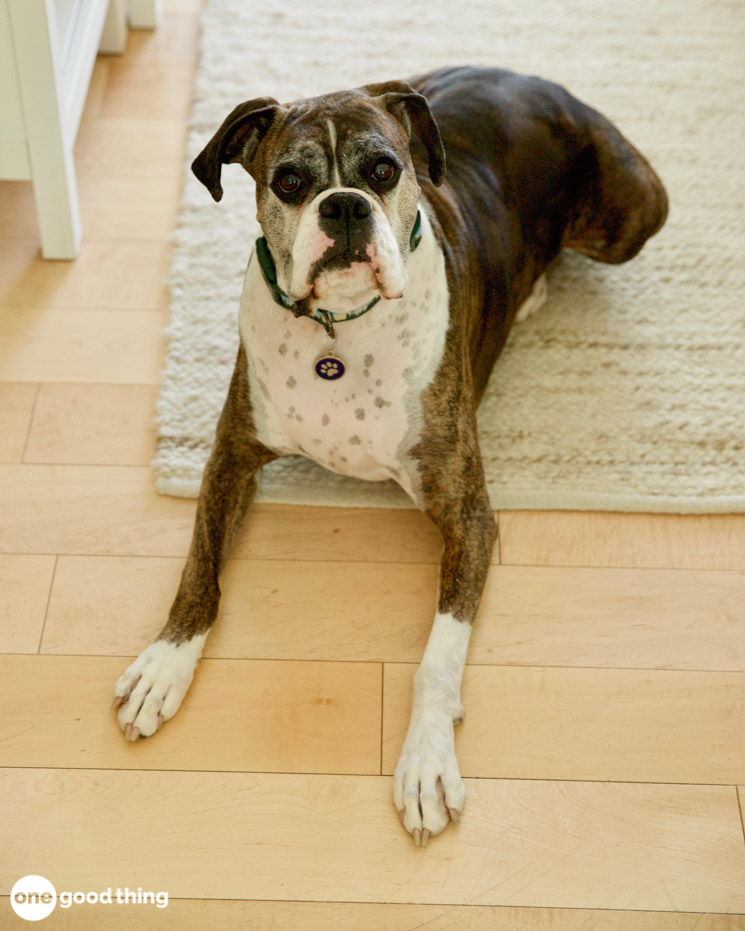 caring for hardwood floors - dog on a rug with his paws on a wood floor