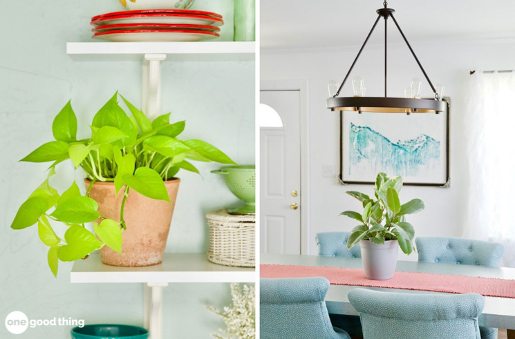 Houseplants actually clean the air to keep your house smelling fresh.