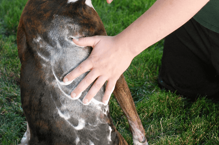 man washing a dog with blue dawn dish soap