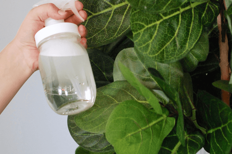 spray bottle spraying a fiddle leaf fig tree with watered down blue dawn dish soap