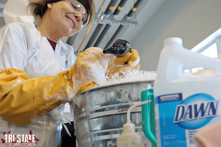 woman cleaning oil off a duck with blue dawn dish soap