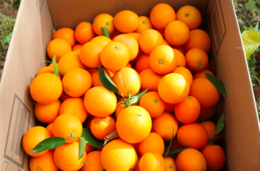 In this life, a box full of oranges awaits.